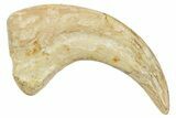 Fossil Raptor Hand Claw - Hell Creek Formation, Montana #245928-1